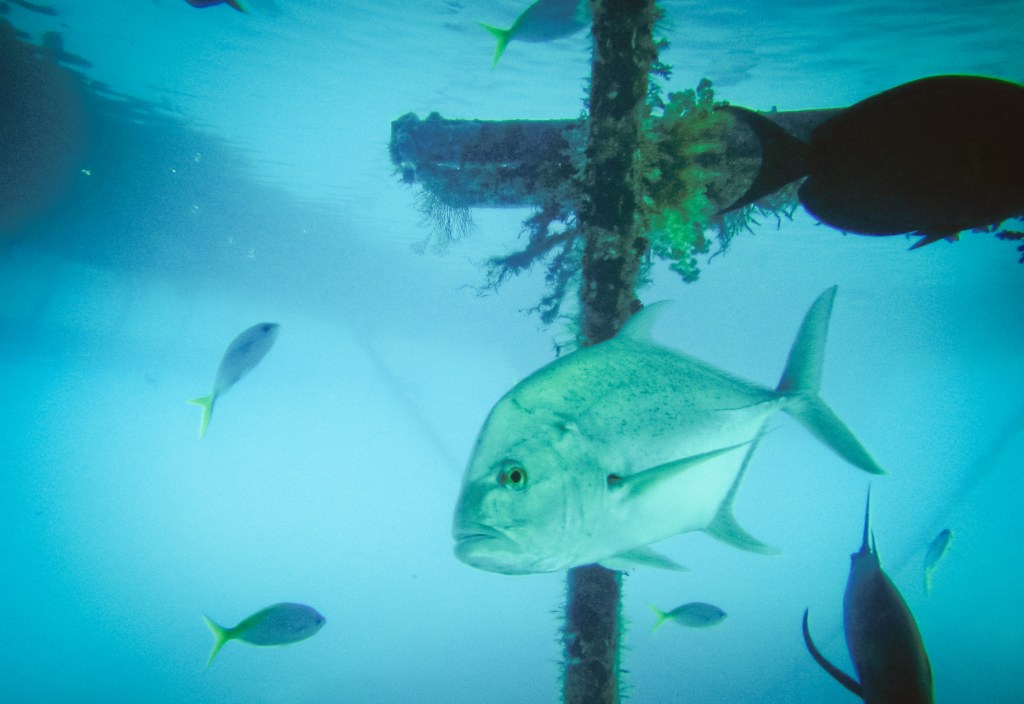 © Nita Strudwick Photography