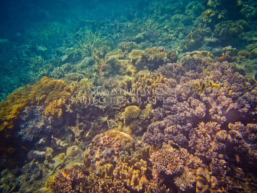 © Nita Strudwick Photography