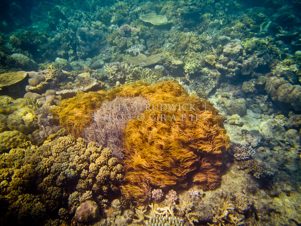 © Nita Strudwick Photography