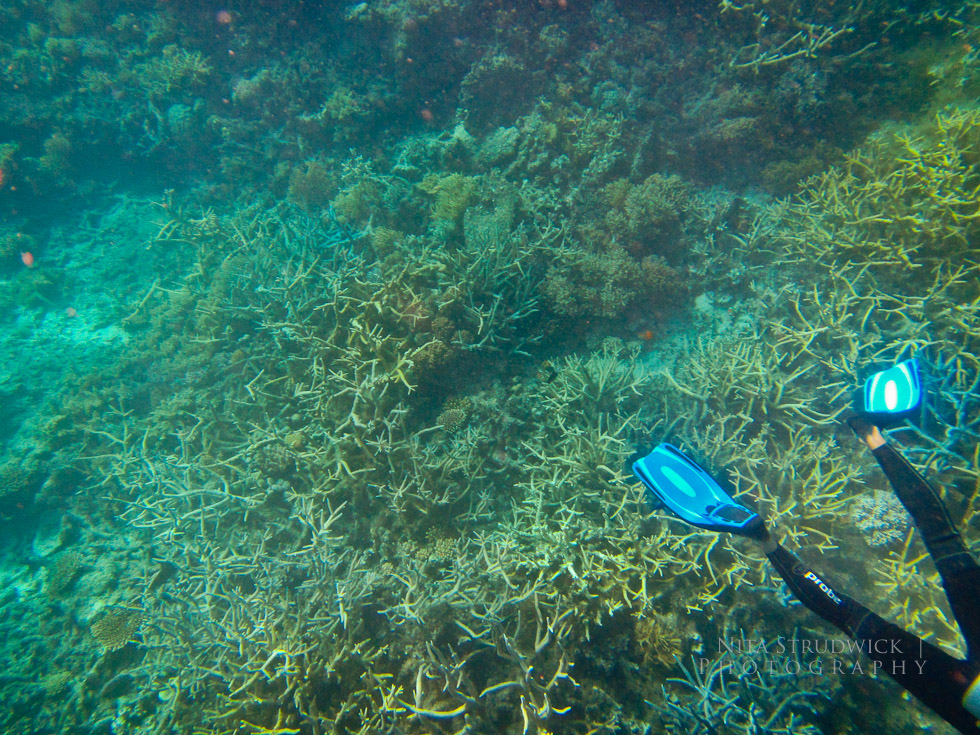 © Nita Strudwick Photography