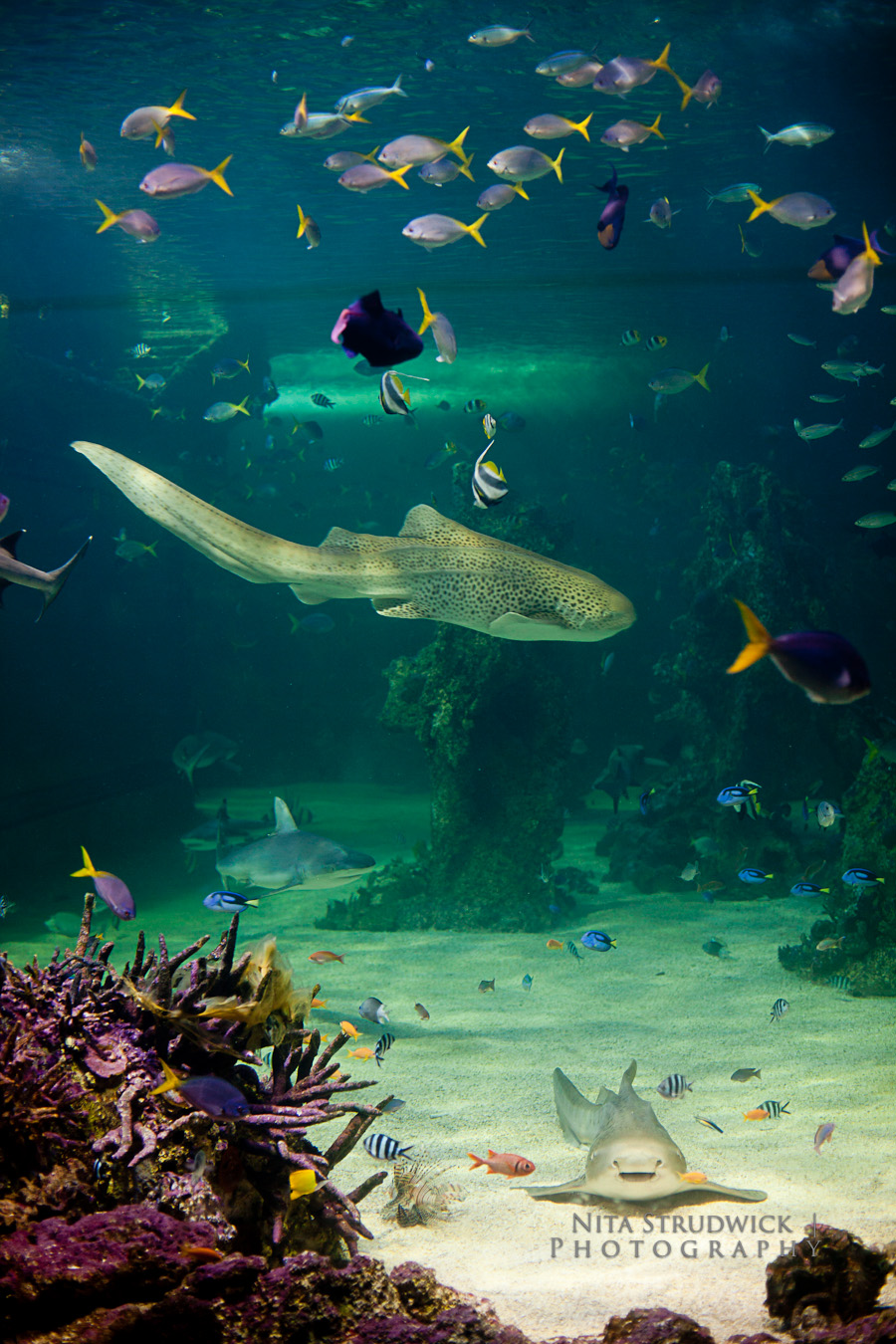 Sydney Aquarium